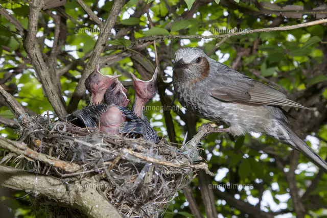 親鳥に餌をねだるヒヨドリの雛[81145010390]の写真・イラスト素材
