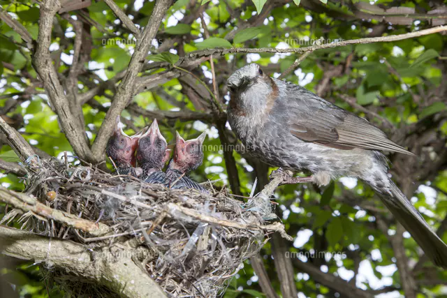 親鳥に餌をねだるヒヨドリの雛[81145010391]の写真・イラスト素材