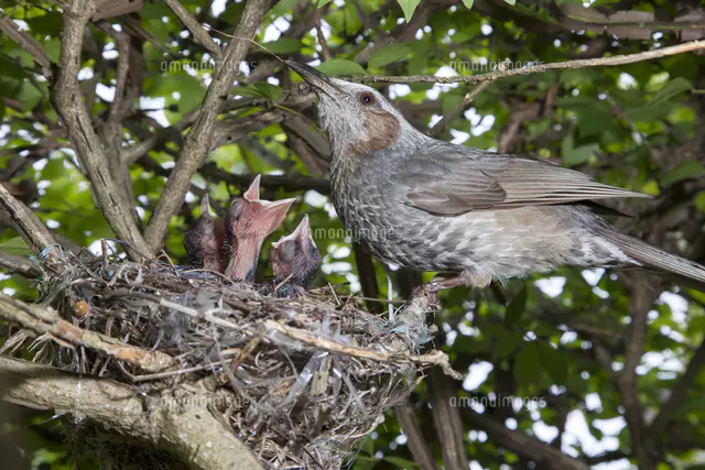 親鳥に餌をねだるヒヨドリの雛[81145010377]の写真・イラスト素材