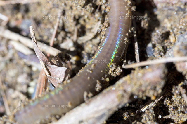 虹色に輝くミミズの胴体 の写真素材 イラスト素材 アマナイメージズ