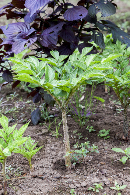 コンニャクの茎と葉 の写真素材 イラスト素材 アマナイメージズ