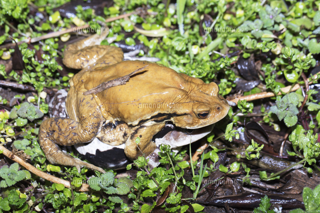 夜間に産卵場所に向かうアズマヒキガエル の写真素材 イラスト素材 アマナイメージズ
