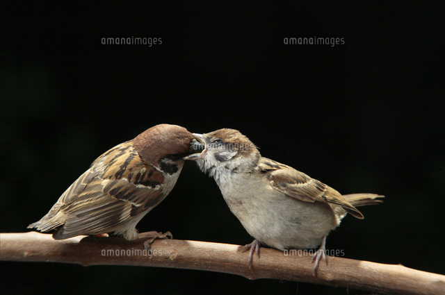 親鳥から餌をもらうスズメの雛[81145011630]の写真・イラスト素材