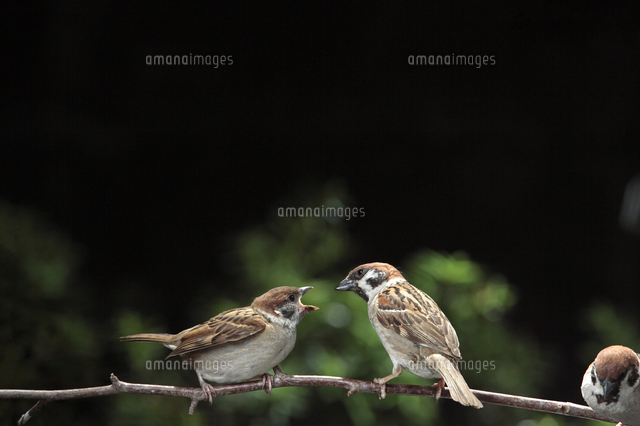 親鳥に餌をねだるスズメの雛 の写真素材 イラスト素材 アマナイメージズ
