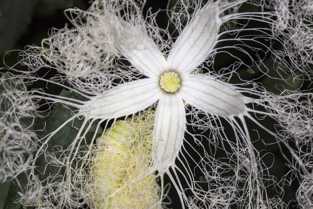夜に咲くカラスウリの花 の写真素材 イラスト素材 アマナイメージズ