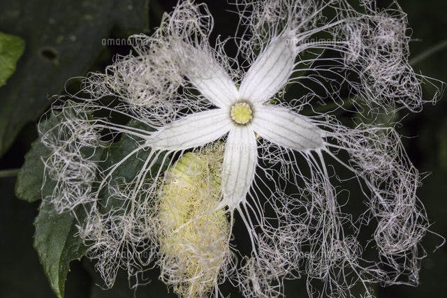 夜に咲くカラスウリの花 の写真素材 イラスト素材 アマナイメージズ