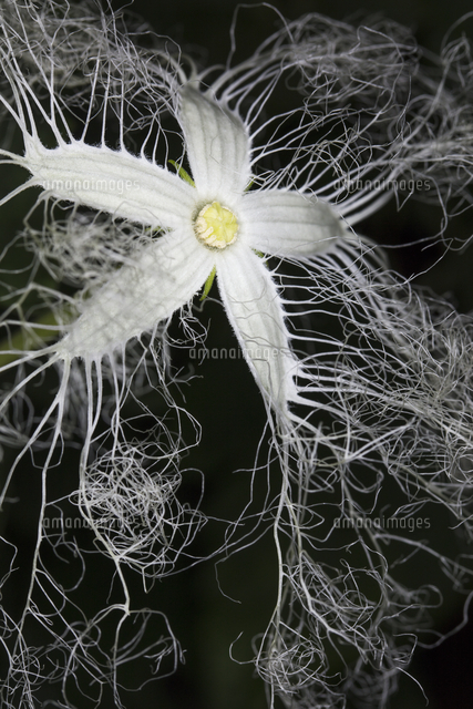夜に咲くカラスウリの花 の写真素材 イラスト素材 アマナイメージズ