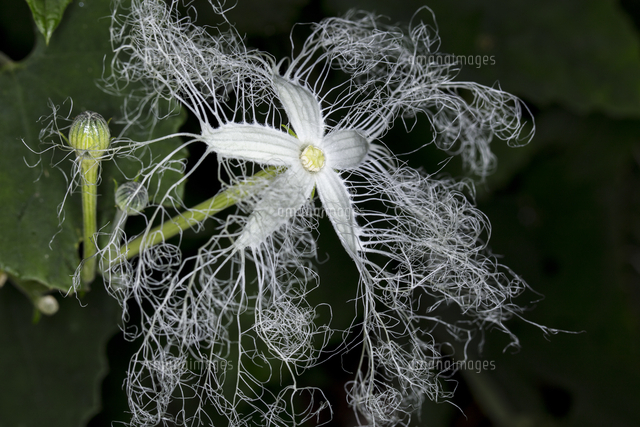 夜に咲くカラスウリの花 の写真素材 イラスト素材 アマナイメージズ