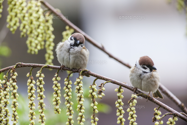 花の咲くキブシの枝でまどろむスズメ の写真素材 イラスト素材 アマナイメージズ 花の咲くキブシの枝でまどろむスズメ の写真素材 イラスト素材 アマナイメージズ