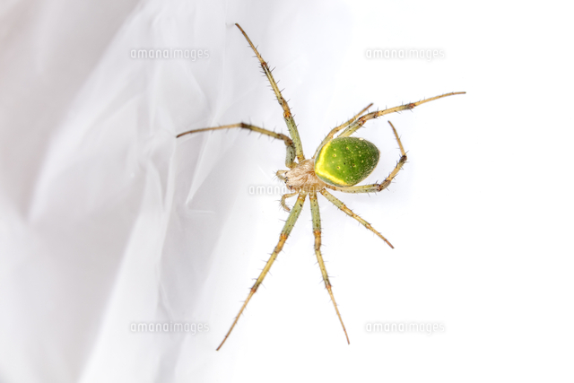 メスのサツマノミダマシの背面 の写真素材 イラスト素材 アマナイメージズ