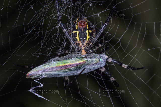 蜘蛛の巣にかかったヤマトタマムシをクモ糸でぐるぐる巻きにするコガネグモのメス の写真素材 イラスト素材 アマナイメージズ