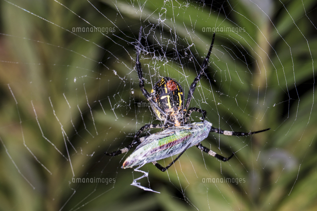 蜘蛛の巣にかかったヤマトタマムシをクモ糸でぐるぐる巻きにするコガネグモのメス の写真素材 イラスト素材 アマナイメージズ