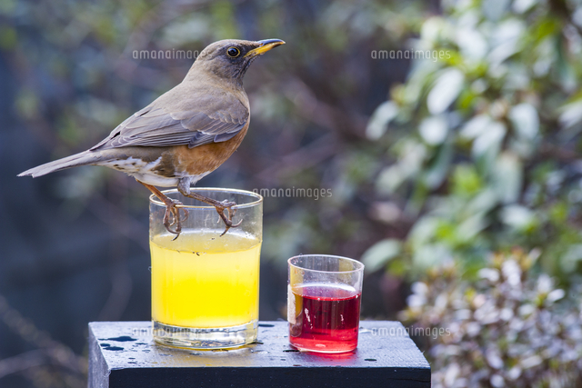 グレープジュースを飲みに来たアカハラ の写真素材 イラスト素材 アマナイメージズ