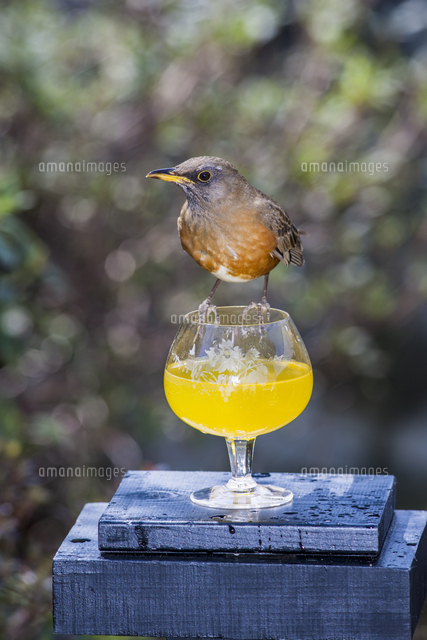 オレンジジュースを飲みに来たアカハラ の写真素材 イラスト素材 アマナイメージズ
