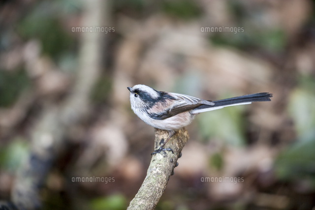 水場に水を飲みに来たエナガ の写真素材 イラスト素材 アマナイメージズ