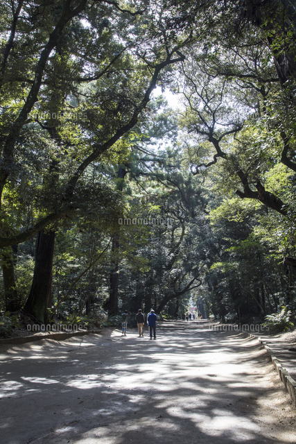 木漏れ日が差し込む鹿島神宮の奥参道 の写真素材 イラスト素材 アマナイメージズ
