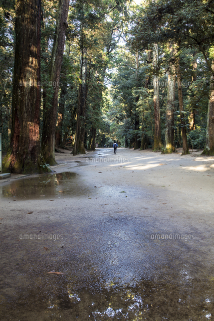 雨上がりに木漏れ日が差し込む鹿島神宮の奥参道 の写真素材 イラスト素材 アマナイメージズ