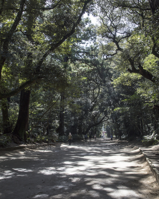 木漏れ日が差し込む鹿島神宮の奥参道 の写真素材 イラスト素材 アマナイメージズ