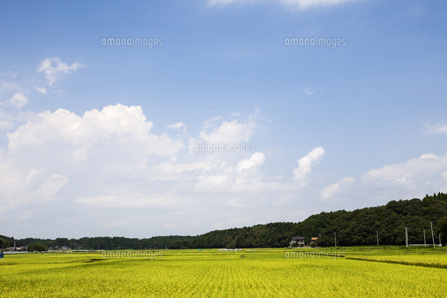 田植え113日後の田んぼの風景（8月24日）／田んぼの一年の定点観測追跡