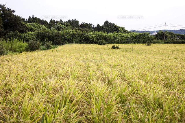 最初の分げつが始まった陸稲（おかぼ）の苗（5月26日）[81145015064]の