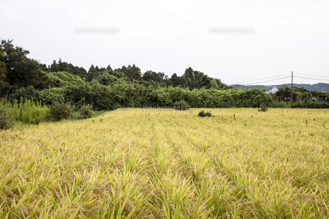 最初の分げつを始めた陸稲（おかぼ）の苗（6月9日）[81145015078]の