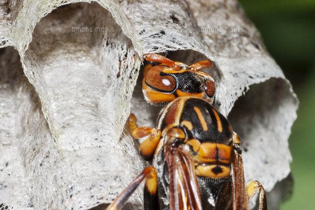 蜂さん3 様 蜂さん3 様 櫁蜂 (@mitsubachi_z) / X