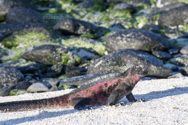 赤い体色が特徴のガラパゴス諸島エスパニョーラ島の固有亜種エスパ