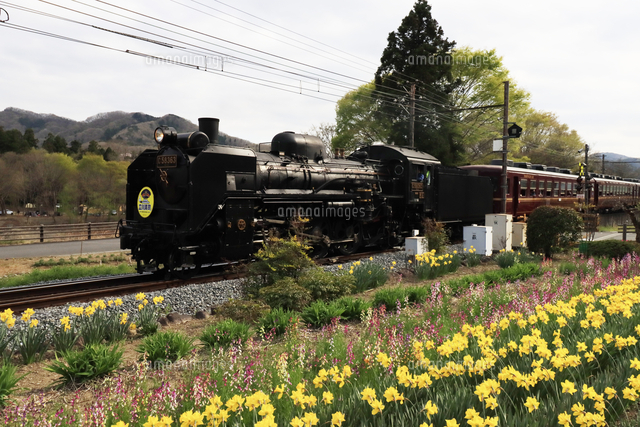 秩父鉄道のsl の写真素材 イラスト素材 アマナイメージズ