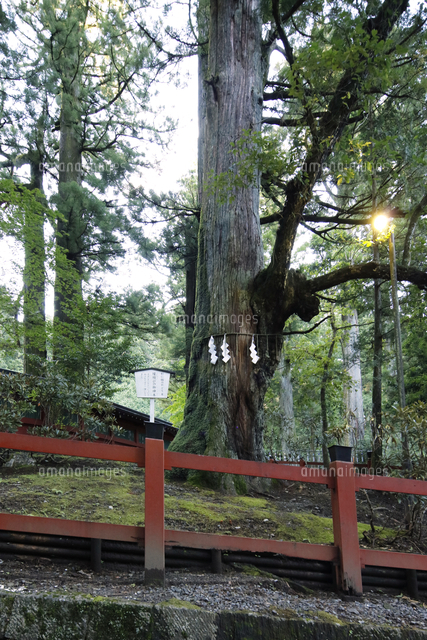 日光二荒山神社 二荒山神社の参道と縁結び神木 の写真素材 イラスト素材 アマナイメージズ