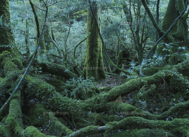 鬱蒼とした屋久杉の森 屋久島 鹿児島県 の写真素材 イラスト素材 アマナイメージズ