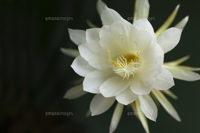 月下美人 ゲッカビジン の写真素材 イラスト素材 アマナイメージズ