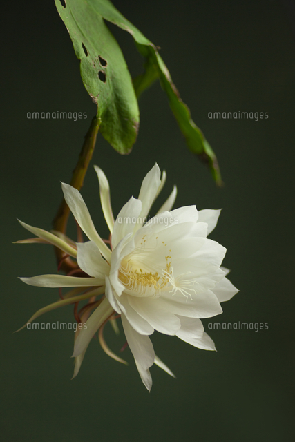 月下美人 ゲッカビジン の写真素材 イラスト素材 アマナイメージズ