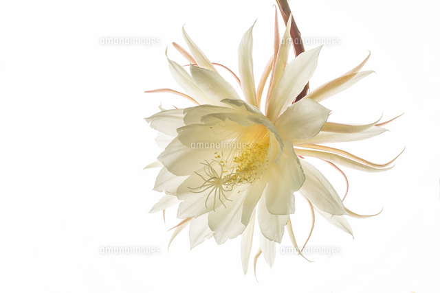 月下美人 ゲッカビジン の写真素材 イラスト素材 アマナイメージズ