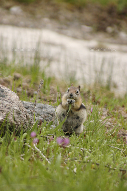 野生のシマリス の写真素材 イラスト素材 アマナイメージズ 野生のシマリス の写真素材 イラスト素材 アマナイメージズ