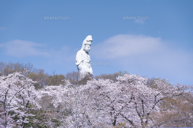 桜咲く観音山公園と白衣大観音[81402000805]の写真・イラスト素材