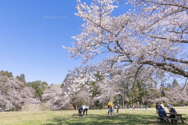桜咲く泉自然公園 の写真素材 イラスト素材 アマナイメージズ