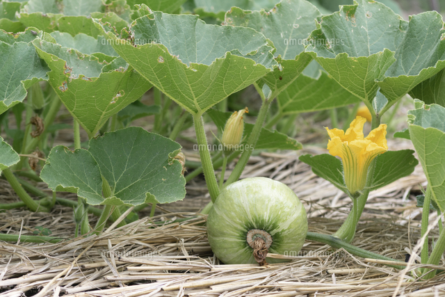 畑に実るカボチャと黄色い花 の写真素材 イラスト素材 アマナイメージズ