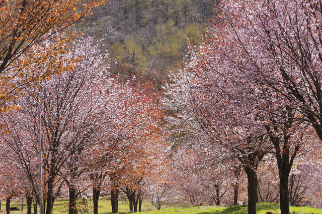 桜峠 の写真素材 イラスト素材 アマナイメージズ 桜峠 の写真素材 イラスト素材 アマナイメージズ