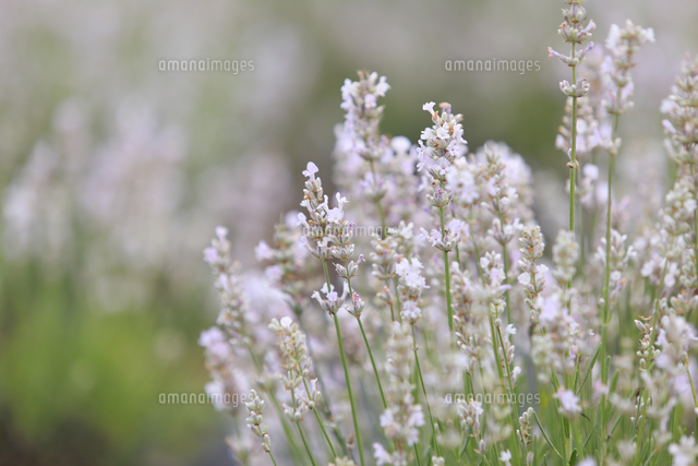 白いラベンダー の写真素材 イラスト素材 アマナイメージズ
