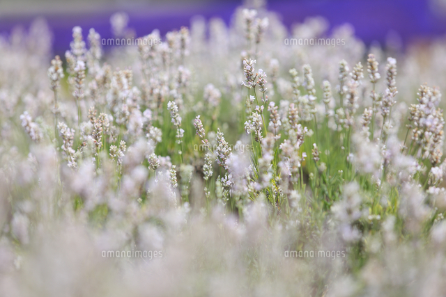 白いラベンダー の写真素材 イラスト素材 アマナイメージズ