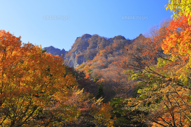 妙義山の紅葉 の写真素材 イラスト素材 アマナイメージズ
