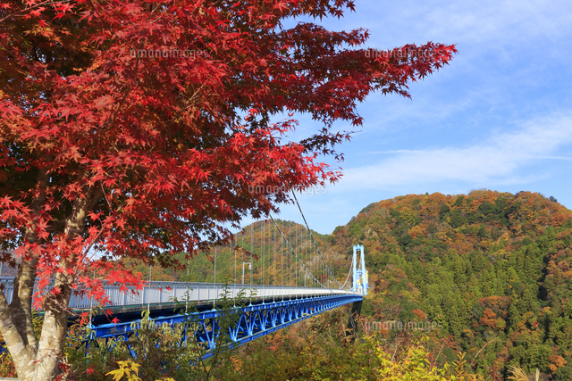 竜神大吊橋の紅葉 の写真素材 イラスト素材 アマナイメージズ
