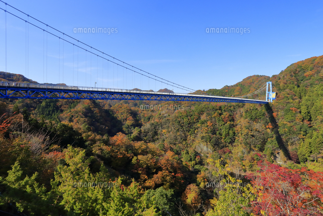 竜神大吊橋の紅葉 の写真素材 イラスト素材 アマナイメージズ