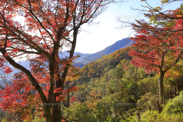 taiheizan 紅葉の太平山[81412000741]の写真・イラスト素材｜アマナイメージズ