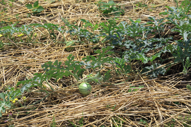 生育途中のスイカと敷き藁に咲く黄色のスイカの花 の写真素材 イラスト素材 アマナイメージズ