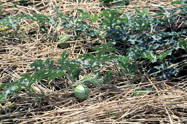 生育途中のスイカと敷き藁に広がるスイカの苗 の写真素材 イラスト素材 アマナイメージズ