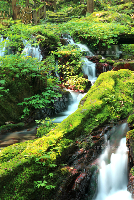 静寂な森の中、豊富な湧水が流れる瓜割公園の夏[81414001988]の写真