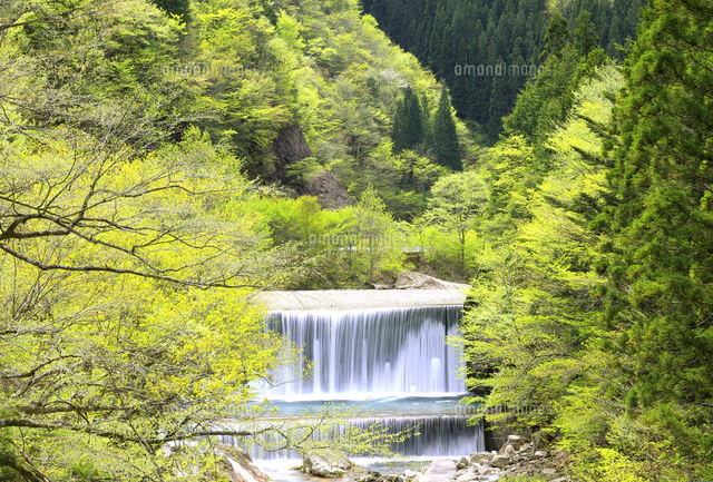 新緑の芽吹きが綺麗な五月の人造湖 の写真素材 イラスト素材 アマナイメージズ