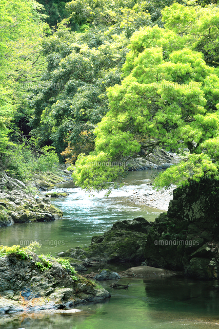 日本 滋賀県 高島市 新緑の芽吹きと渓流が美しい朽木渓谷[81414002298