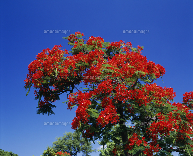 (A0025)島崎炎樹「花」 三崎・城ヶ島花火大会【2025.11.23】- MISAKI JOGASHIMA Fireworks